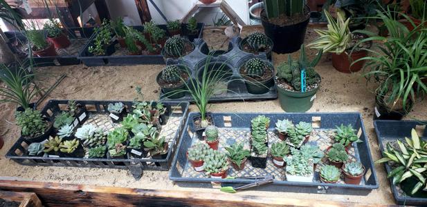 Indoor Plants in Walsenburg and Huerfano County