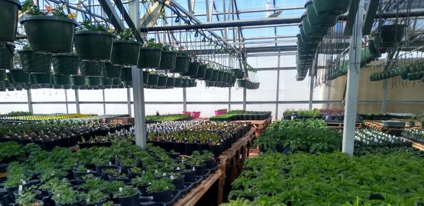 Growhouse Plants in Walsenburg and Huerfano County