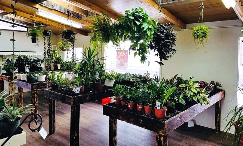 Fully stocked Indoor Plants for your home or business located in Walsenburg