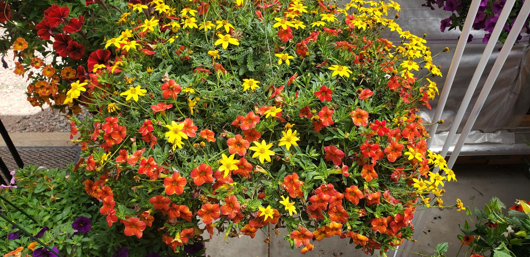 Plants & Flowers from Huerfano Nursery & Garden | Walsenburg | Colorado