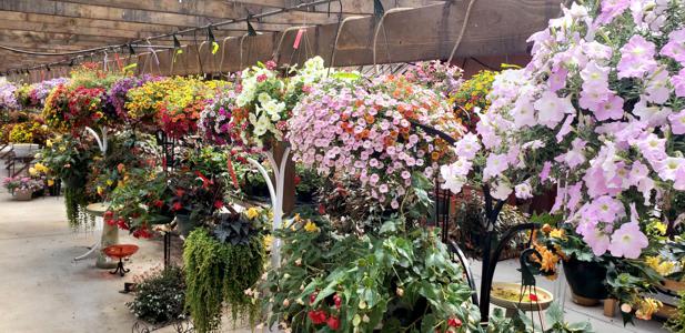 Plants Baskets for sun or shade in Walsenburg and Huerfano County