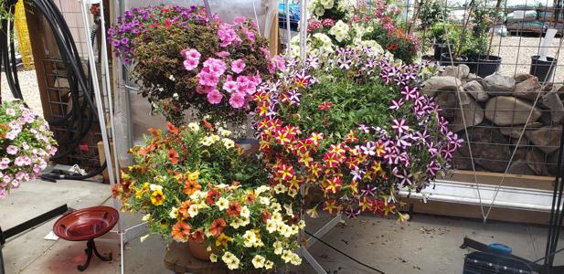 Outdoor Plants in Walsenburg and Huerfano County