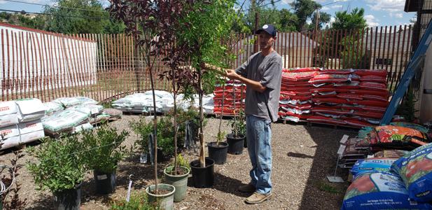 Outdoor Plants in Walsenburg and Huerfano County